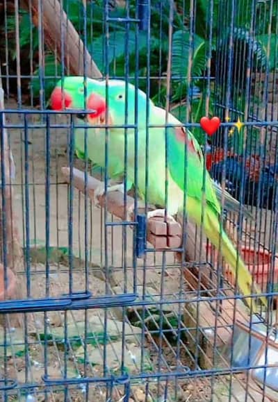 Kashmiri Raw parrots pair