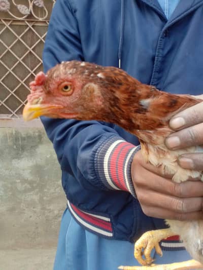 pure mianwali aseel old blood line