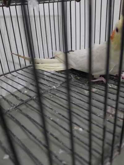 CREAME COCKTAIL ADULT MALE