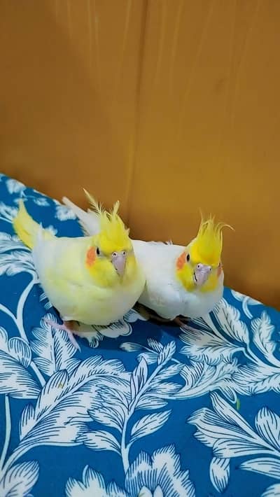 Lutino Cockatiel Pair