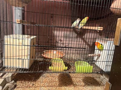 lovebird cocktail for sell