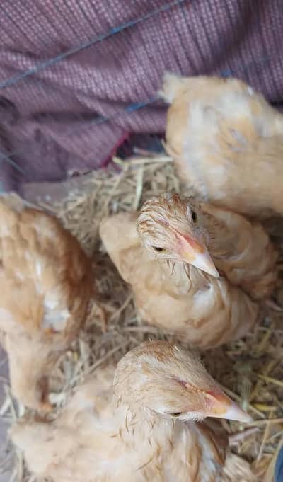 GOLDEN BUFF  . ,. 1 MALE 3 FEMALE