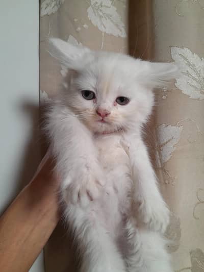 Persian Kittens