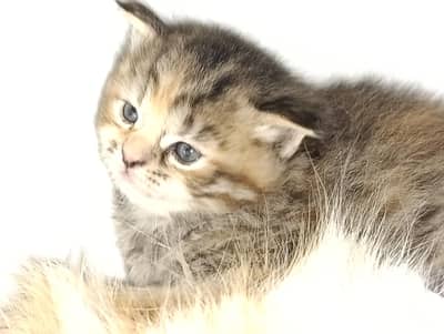 female Persian kitten