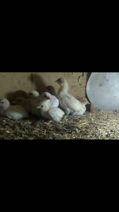 Yokohama red saddle Yokohama white chicks available