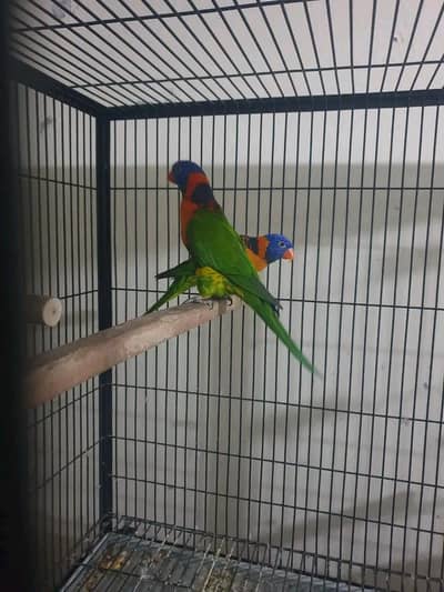 Red collar lorry breedar pair with DNA  2024