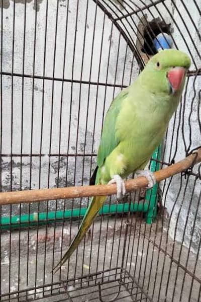 for sale and exchange aseel murga price 7000hazar