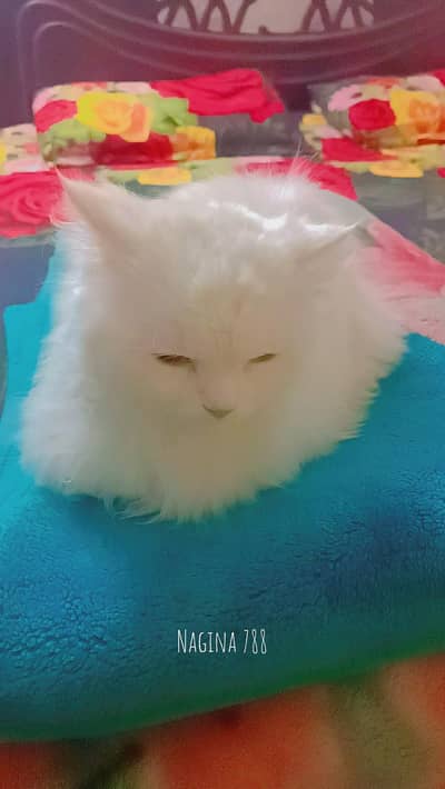 Persian cat for sale