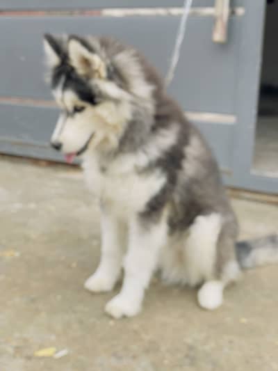 Siberian husky