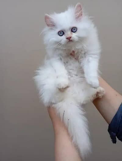 persian kitten Punch face triple code for sale