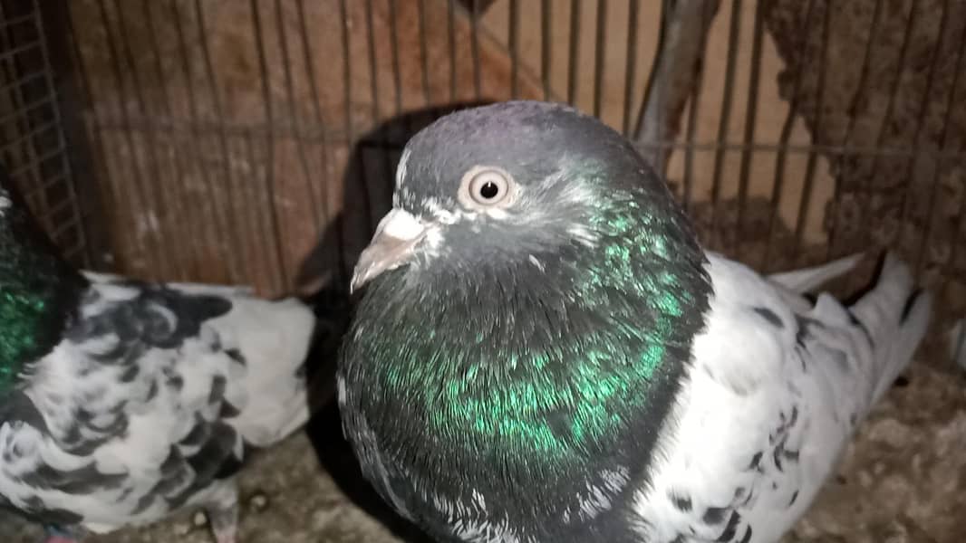 teddy breeding pair 1