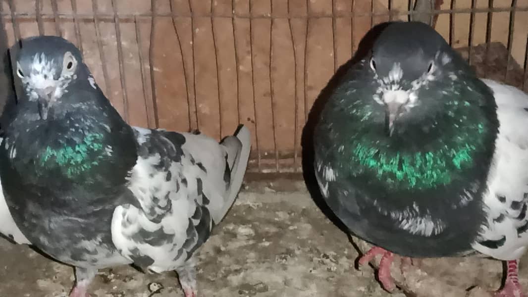 teddy breeding pair 3