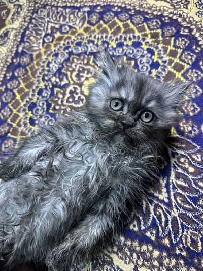 Persian Tripple Coat kitten | Age near 2 months