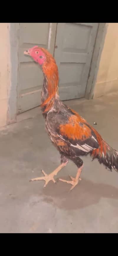 Aseel  Highquality Mianwali