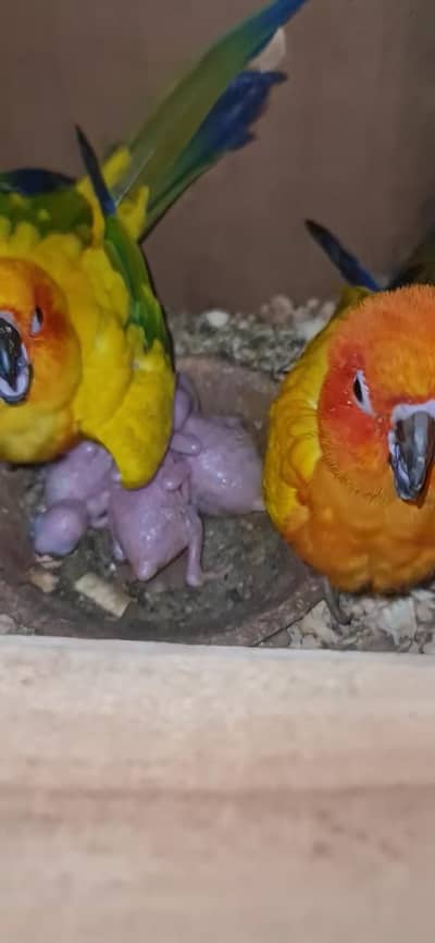 sunconor chick for sell