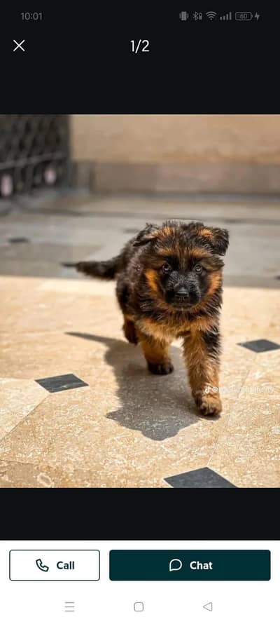 German Shepherd puppy for sale