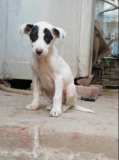 bully x gultair puppy