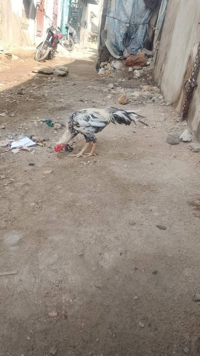 aseel titra full tiyar or chutkio par he