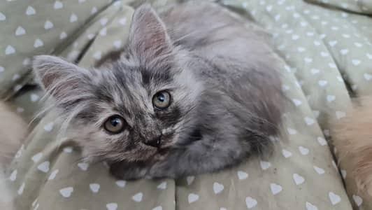 Persian cats, kittens
