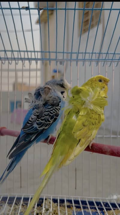 Hogoromo, Java, Conure