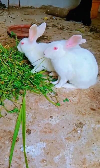 Bunnies for sale