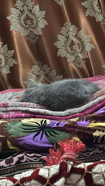 Grey percian for sale