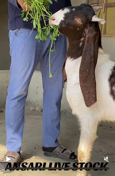 PATER MALE PUNCH KASSI  RATE FINAL HAI Read DISCRIPTION FIRST