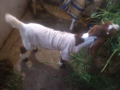 Bakri with 2 months male kid