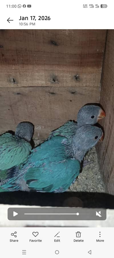 blue ringneck cheeks beautiful per peace 17000