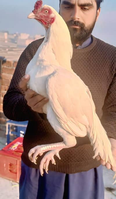 murga sale krna hin what's up  is number per rabta kry 03058901824