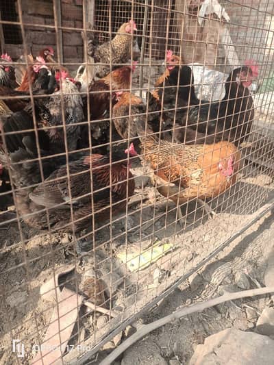 golden misri starter hens