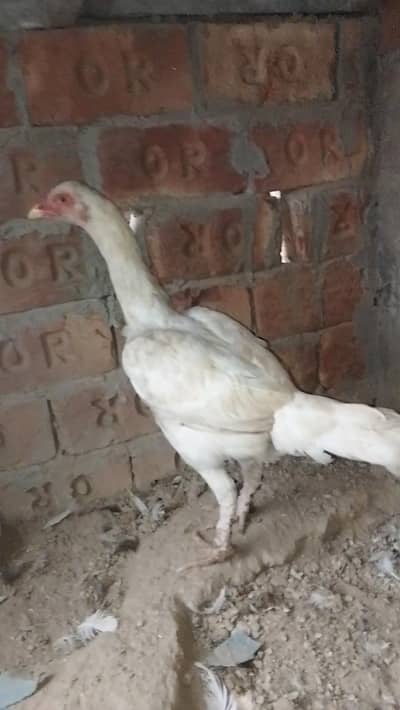 aseel Heera female for sal watsape nomber 03341736101