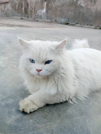Persian male cat for sale in gujrat