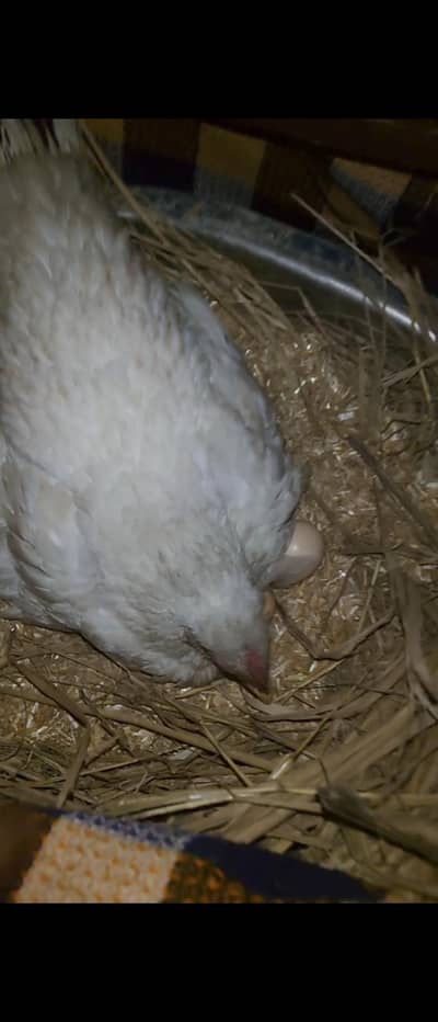 kurak Madi hera kros 03285873706 is per rabta Kary WhatsApp