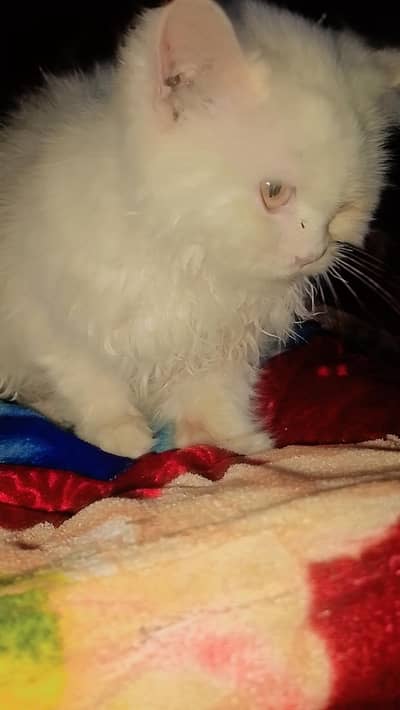 cat for sel tripal cot washroom tard