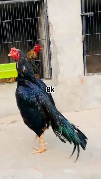 Aseel Miyawali lasani muska or cheena