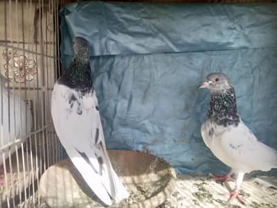 kabli pigeons