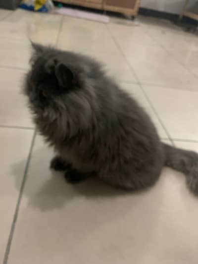 persion cat for sale