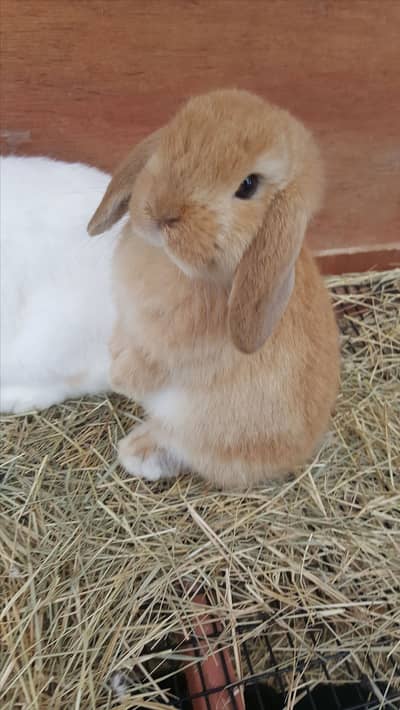 Holland Lop Bunnies