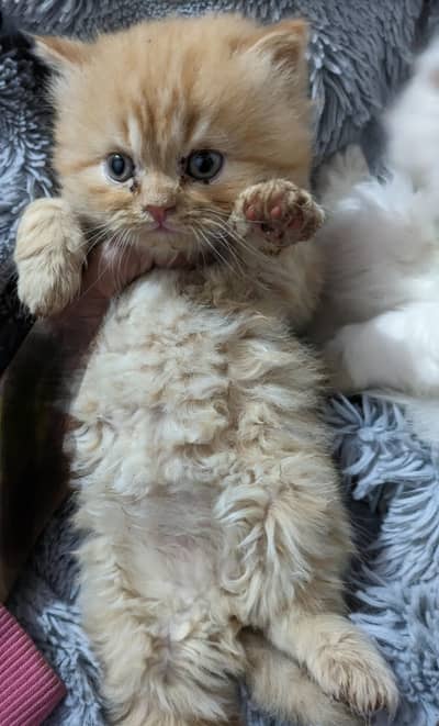 kittens available triple coat