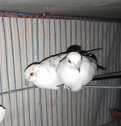 Master breeder Red pied diamond doves