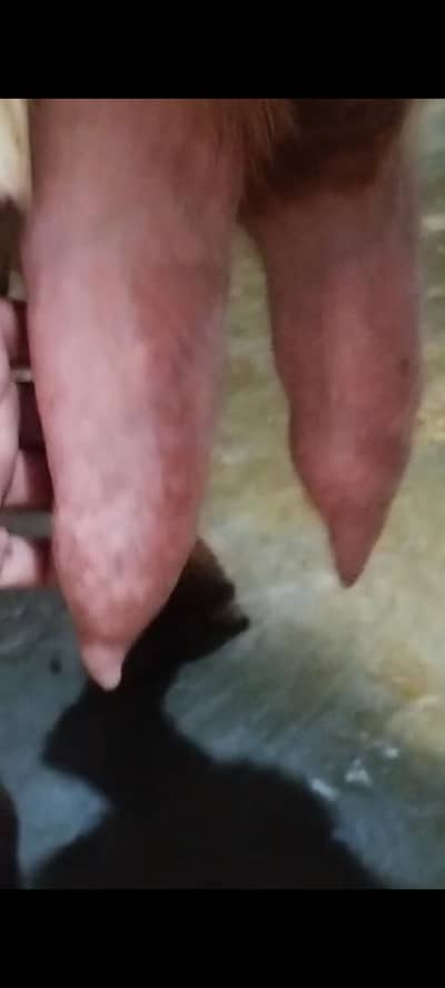 milking goat with two male baby kids