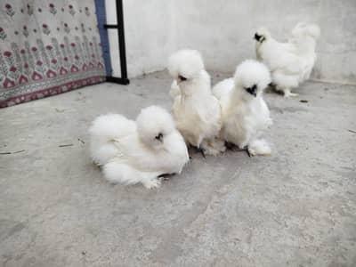 Porcelain Cochin Bantam Patridge Silki  Polish Brahma