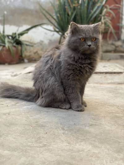 Persian Cat Ash Grey