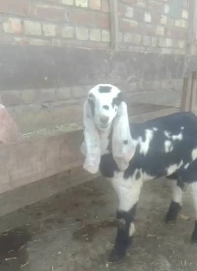 Female Goat | Beetal bakri | Goat | 3 months nagra goat kid
