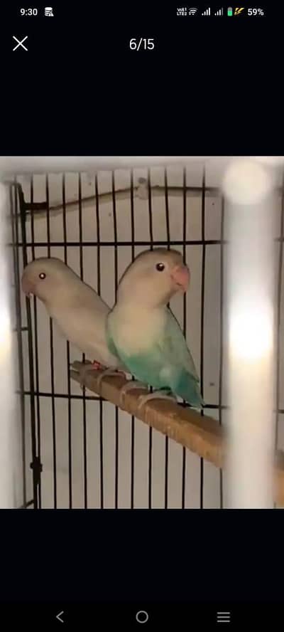Love birds breeder pair Available