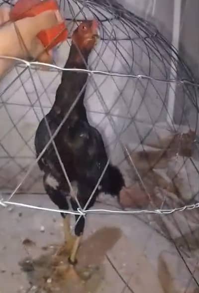 Aseel mushka lakha patha for sale