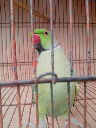 Talking Ringneck Parrot | Hand Trained | Clear Talking| New Karachi