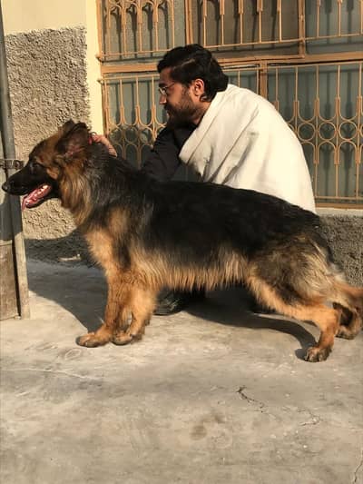 long coat german shaperd male for sale