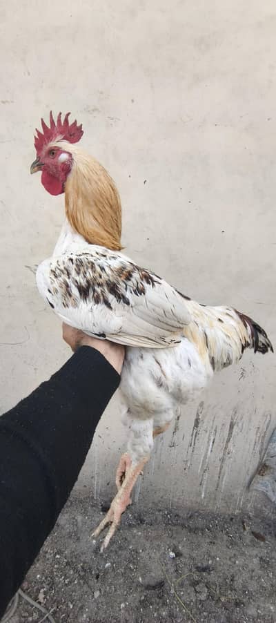 lohmann brown male for sale